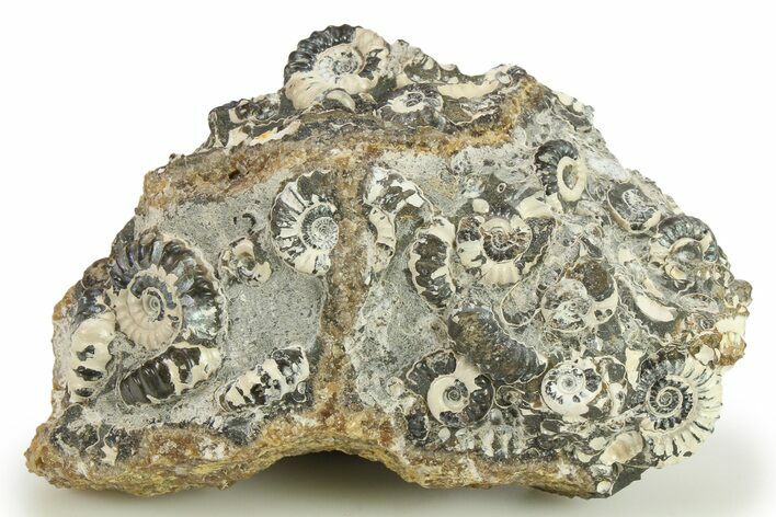 Ammonite (Promicroceras) Cluster - Marston Magna, England #281996